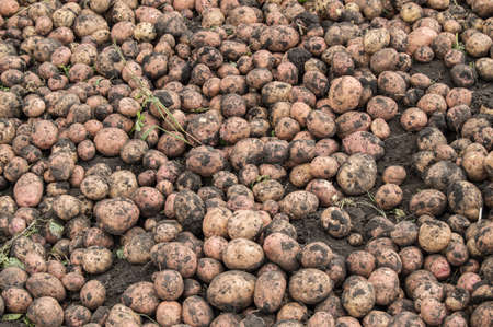 Large harvest of fresh potatoes in the field, the concept of growing organic vegetables and agriculture.の写真素材