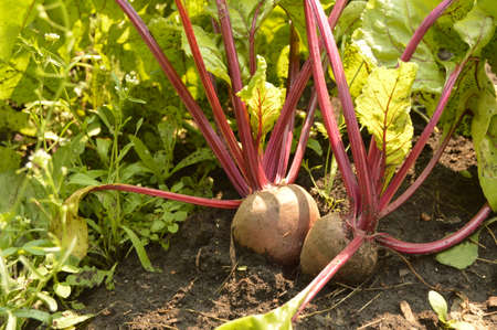 Beets grow in the soil on a vegetable garden on a Sunny day