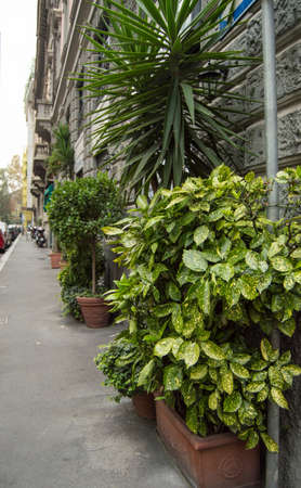 Beautiful street, flower pots with green plants near the gray stone wall, Italy, MILANの写真素材