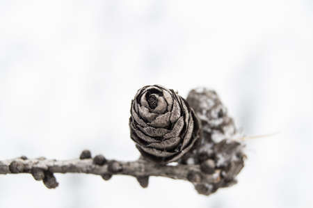 Branch with a bump lying on the snow, a place for textの写真素材