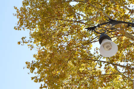 Vintage lantern on the background of yellow foliage and blue sky, autumn landscape in the gardenの写真素材
