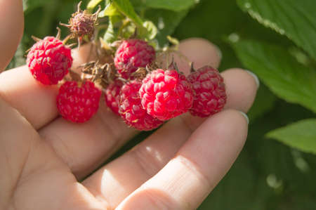 Hand picking raspberries in the Bush. Growing organic berries in the garden.