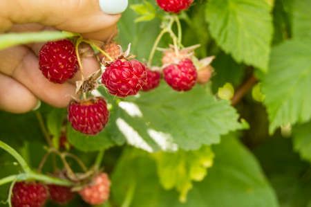 Hand picking raspberries in the Bush. Growing organic berries in the garden.