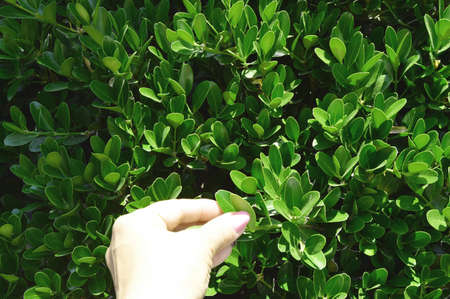 Evergreen boxwood Bush and the female hand of the gardener, checking the leaves of the plant.