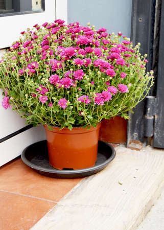 Floor vase with chrysanthemum flower, the interior design of the porch against the wall in a high pot.の写真素材