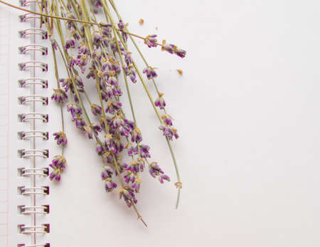 Lavender flowers lying on an open notebook, CONCEPT FLAT LAY, TOP VIEW closeup