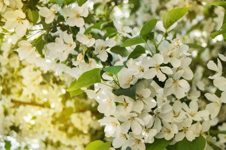 Beautiful background of blossoming Apple tree in spring garden. Selective focus sunlight and glare.