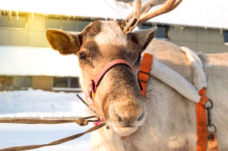 Christmas symbol - a deer with one horn, harnessed to a sleigh, standing in the snow on a Sunny winter day, close-upの写真素材