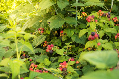 Ripe and immature blackberries on a Bush with selective focus, on a Sunny summer day in the garden,...