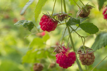 Ripe red raspberries on a twig with leaves on a green blurred background, the concept of the harvest...