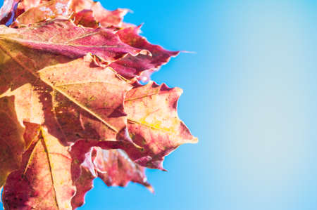 Bouquet of orange maple leaves on blue sky background, copy of space on autumn background.
