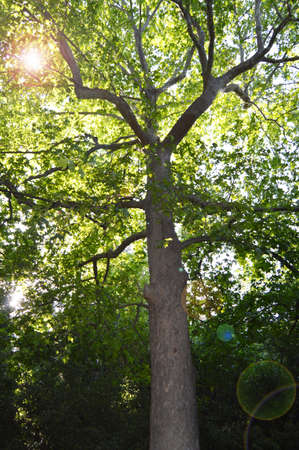 The view from below to the top of a huge sycamore tree and the sun's glare shining through the lush...