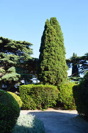 The bright summer sun illuminates cypress trees, boxwood bushes, trimmed in the shape of a ball and...