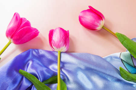 Three pink tulips lie on a lilac silk scarf and pink background with space for text, flat lay, top view.の写真素材