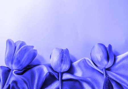 Three pink tulips lie on a silk scarf with space for text, flat layer, top view, blue tinted background, monochrome.の写真素材