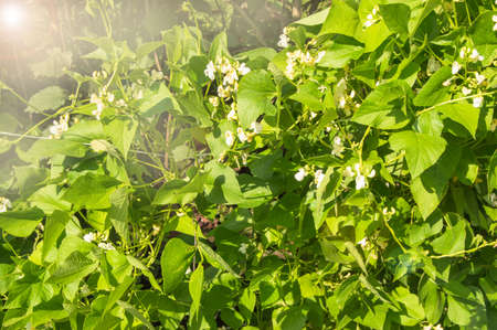 White flowers on a young bean or pea plant on a Sunny summer day, light, organic vegetable growing concepts.の写真素材