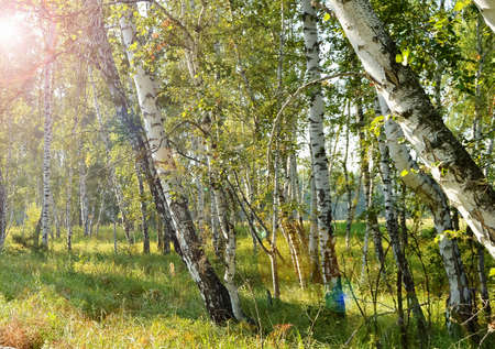 Inclined trunks of birch trees, sunlight and flare, summer, the natural landscape.の写真素材
