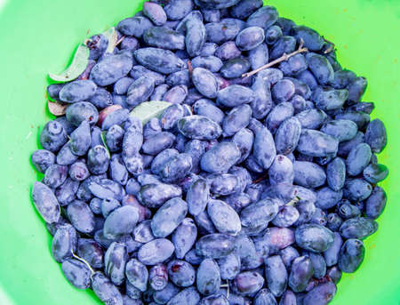 Fresh blue honeysuckle berries in a green bucket-berry background, top view.の写真素材