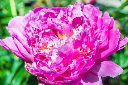 Beautiful one pink peony flower in bright sunlight in a summer garden in the open, close-up, nobody.の写真素材