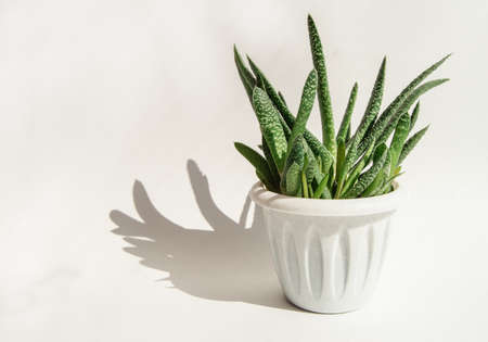 An Aloe Vera flower in a white pot and a hard shadow on a white background. concept of growing succulents at home.の写真素材