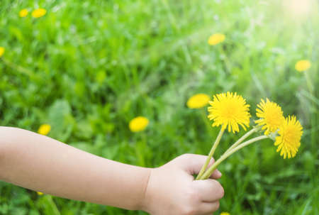 Close-up of a child's hand with a bouquet of yellow dandelions outdoors in summer, sunlight.