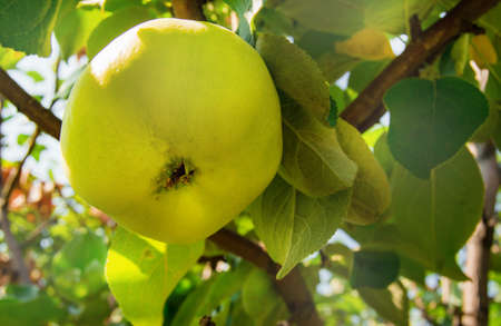 Beautiful green ripe apples on a branch of an Apple tree in the sun in the garden with Sunny...