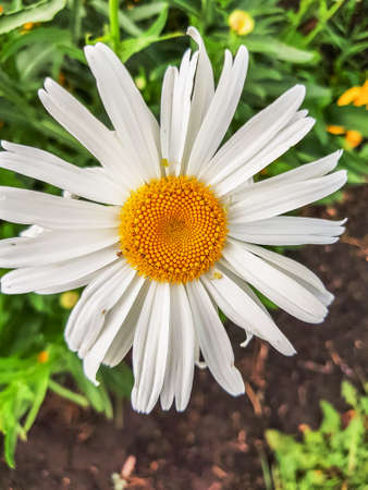 Close-up of a single Daisy flower and insect pests, outdoor, summer Sunny day, vertical frame.