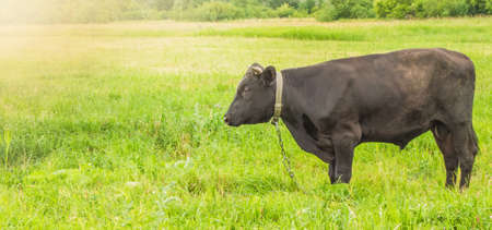 Young black bull grazing on a green meadow, summer before a thunderstorm, rural scene, cattle...