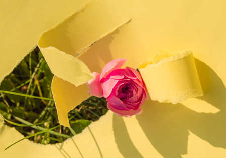 Top view of a red rose Bud growing on a Bush in the garden, selective focus, outdoor.の写真素材