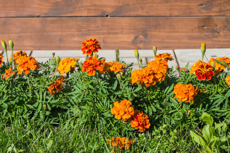 Beautiful design of the backyard with a porch, floor vase, new wooden fence, lawn and blooming marigolds, Sunny summer day.の写真素材
