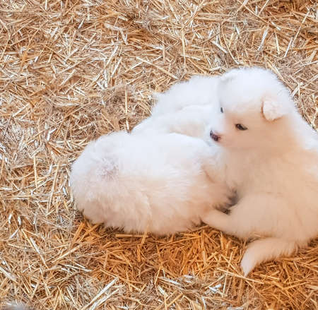 Two cute little white Samoyed puppies are lying on the straw on the floor and having fun playing togetherの写真素材