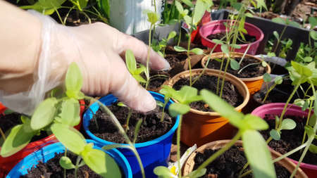 A woman's gloved hand checks young seedlings before transplanting into the soil, the work of a...