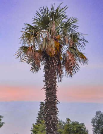 One palm tree on the background of a beautiful sunset, vertical photo.