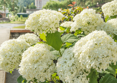 Abundant flowers of the beautiful white paniculate hydrangea, a lush shrub in the garden on a sunny...