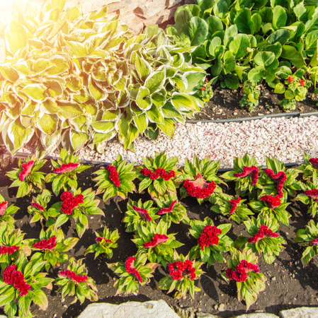 Vertical photo, hosta, red Turkish carnation on a flower bed, in an open garden with grass on a sunny summer dayの写真素材