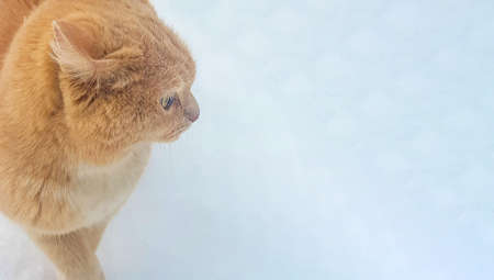 Silhouette, close-up of a red cat VIEW FROM THE BACK against the background of snow on the street, banner, place for text.の写真素材