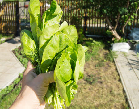 A womans hand holds a freshly cut bunch of young green spinach, outdoors, bright sunlight and shadows, close-upの写真素材