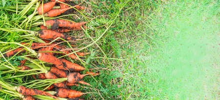 A white pot of planters with white petunia hangs on the outdoor veranda against the background of trees on a sunny summer day.の写真素材