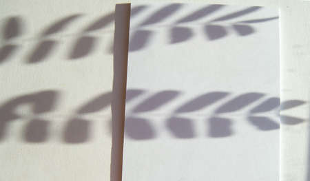 Sunlight and shadow from a green plant twigs with leaves on a white background, reflection on white paper, a copy of the space.の写真素材