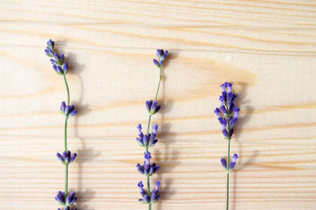 The hand holds a romantic bouquet of purple lavender against the blue sky. Free space for copying.の写真素材