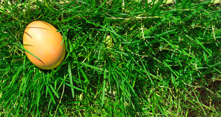 One painted Easter egg on a fresh spring meadow in bright sunlight, top view, a copy of the space and a place for the text on the right.の写真素材