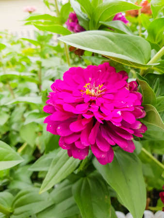 Close-up of one bright pink zinnia flower in a garden with a blurred background of green leaves, top...