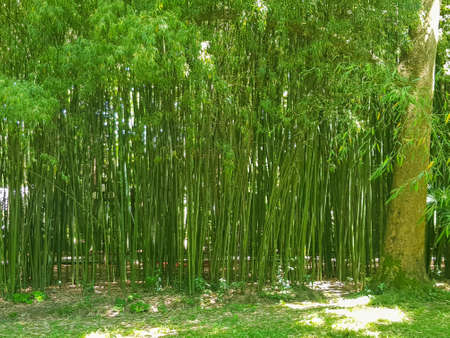 Thickets of bamboo grove with sunlight through the trunks, early morning.の写真素材