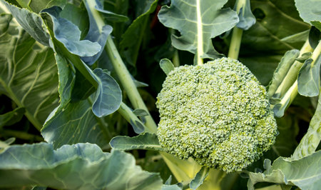 Organic young broccoli plant growing in the garden. Fresh cabbage with leaves. Close-up and top view.の写真素材