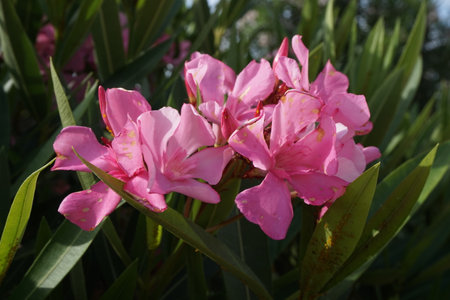 Close-up of Oleander nerium bright pink flowers in bloom, green leaves on the branches of an...