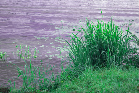 Close-up of reeds and water lilies along the riverbank, a quiet summer evening in nature, tinted.