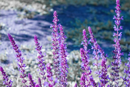 Floral background of lavender blooming in a field, on a sunny summer day, outdoors. Calm bright and relaxing natural landscapesの写真素材