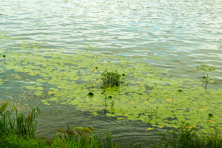 Close-up of reeds and water lilies along the riverbank, a quiet summer evening in natureの写真素材