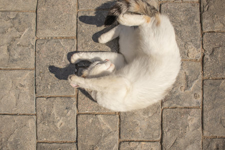 A cute white cat lies on the sidewalk outside and turns funny on a sunny summer dayの写真素材