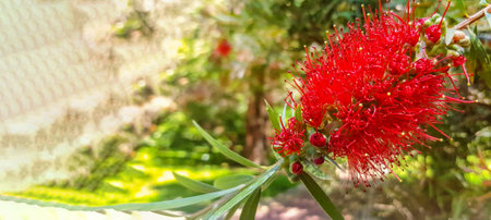 A red flower blooming on a weeping callistemon or red battle brushes, in early spring in a park area.の写真素材